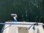 Pacific 747 Shoal Draft Mooring Or Trailer (Sydney Harbour)