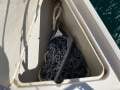Northshore 340 Sports Cheap Price To Sell (Sydney Harbour)