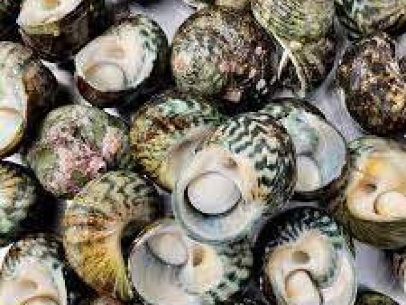 Tasmanian Commercial Dive Fishing Licence