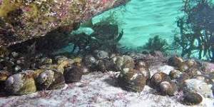 Tasmanian Commercial Dive Fishing Licence