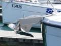 Azimut Atlantis 45 "MV 313"