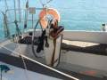 Phantom 33 Sloop