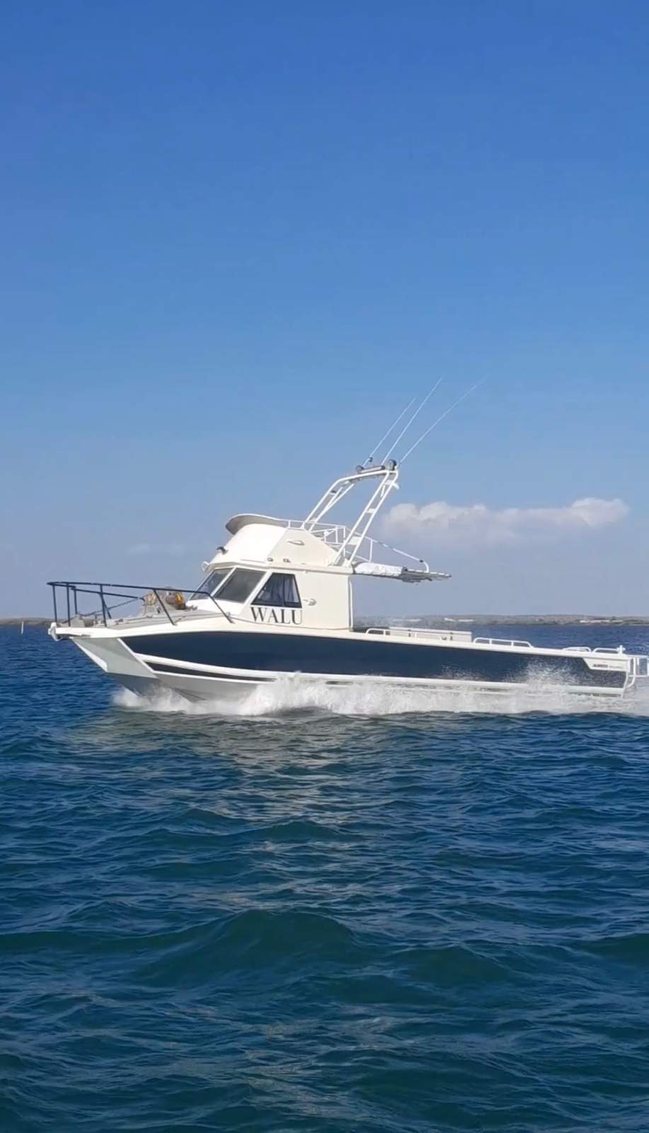 Marlin Broadbill Custom Cat