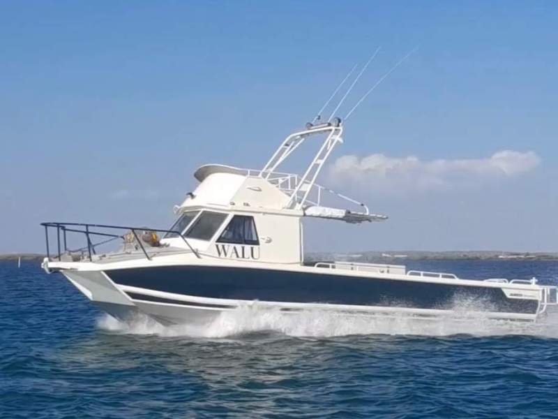 Marlin Broadbill Custom Cat
