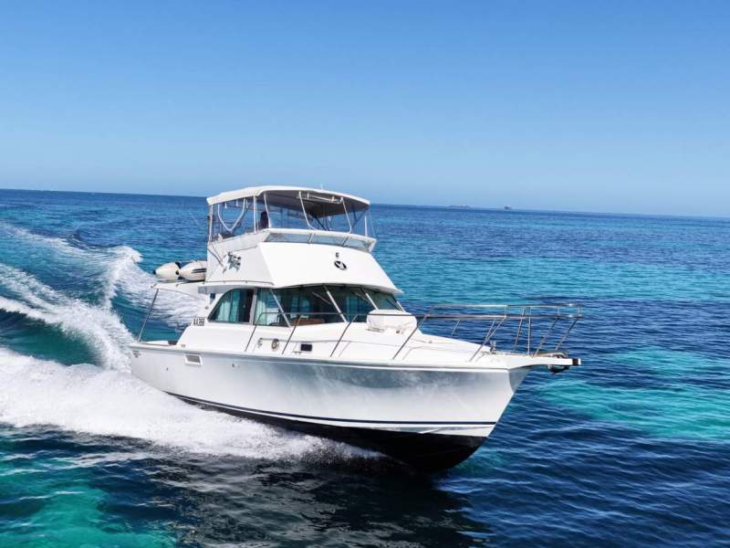 Bertram Caribbean 35