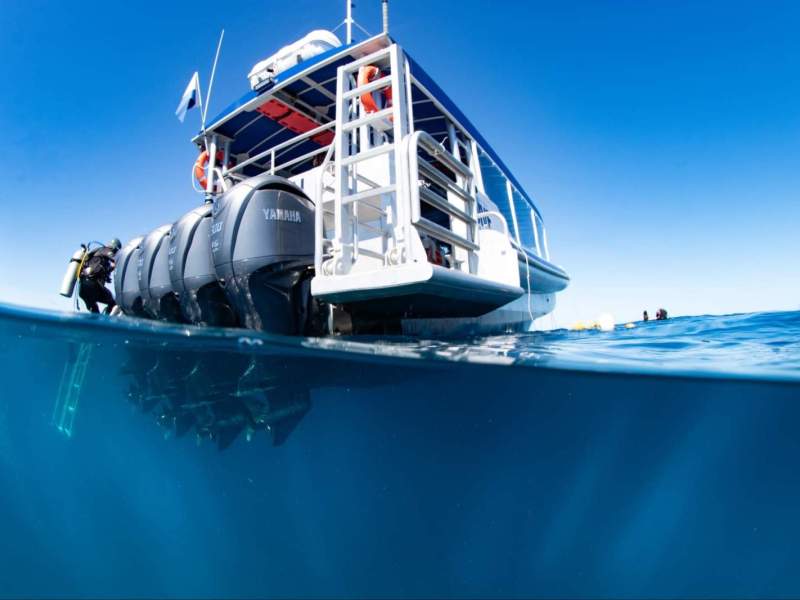 Woody 1200 Rigid Woody 12.5m Dive