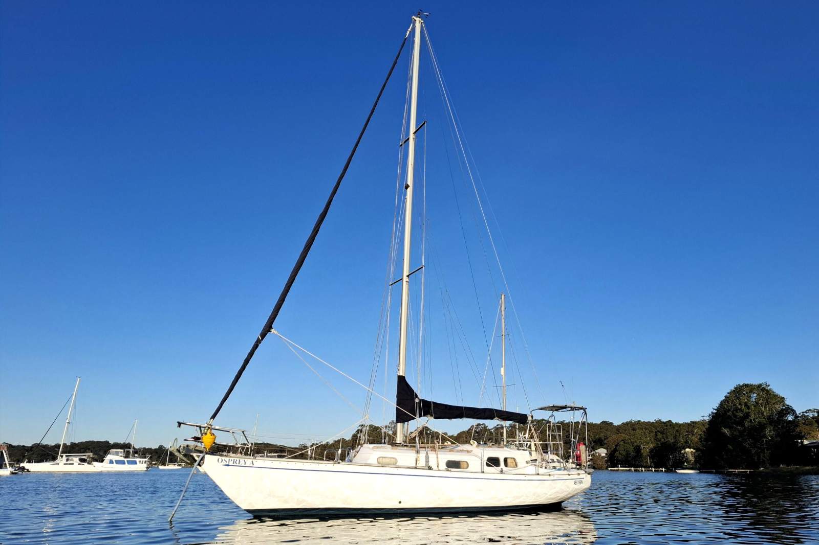 Brolga 33
