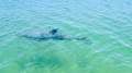 Savage Runabout - Family & Fishing Fun!:Dolphins love this boat!