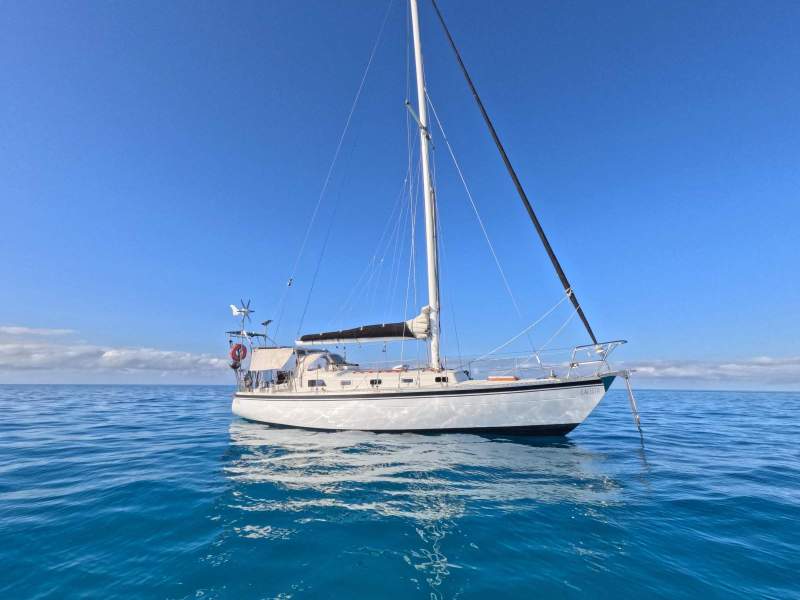 Swanson 36 'Calista'