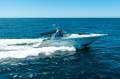 Sea Ray 460 Sundancer - 2001 Model