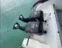 Sports Cruiser/Bow Rider Fast ( Cairns QLD) Sports Cruiser/Bow Rider Fast ( Cairns QLD)