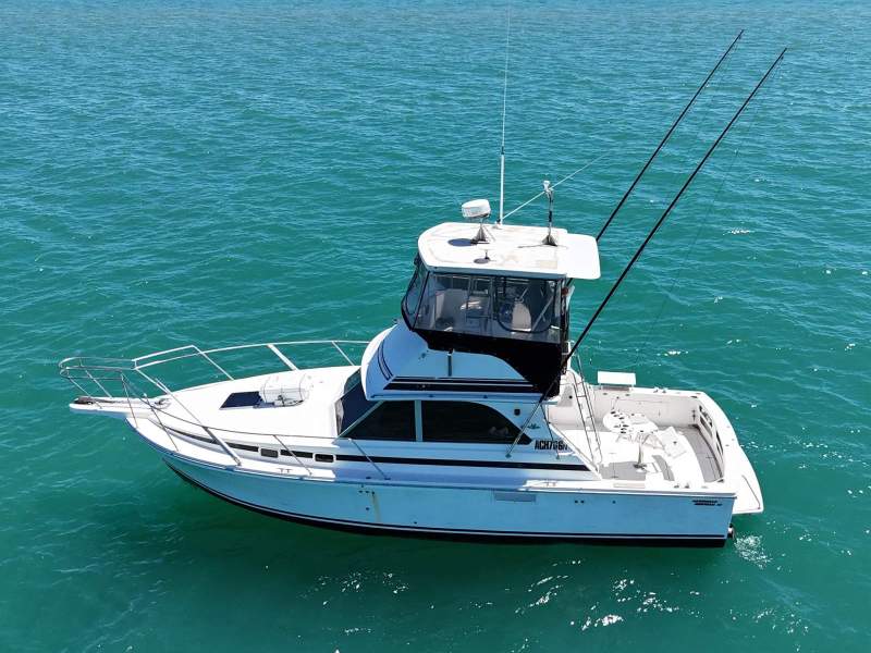 Bertram Caribbean 35