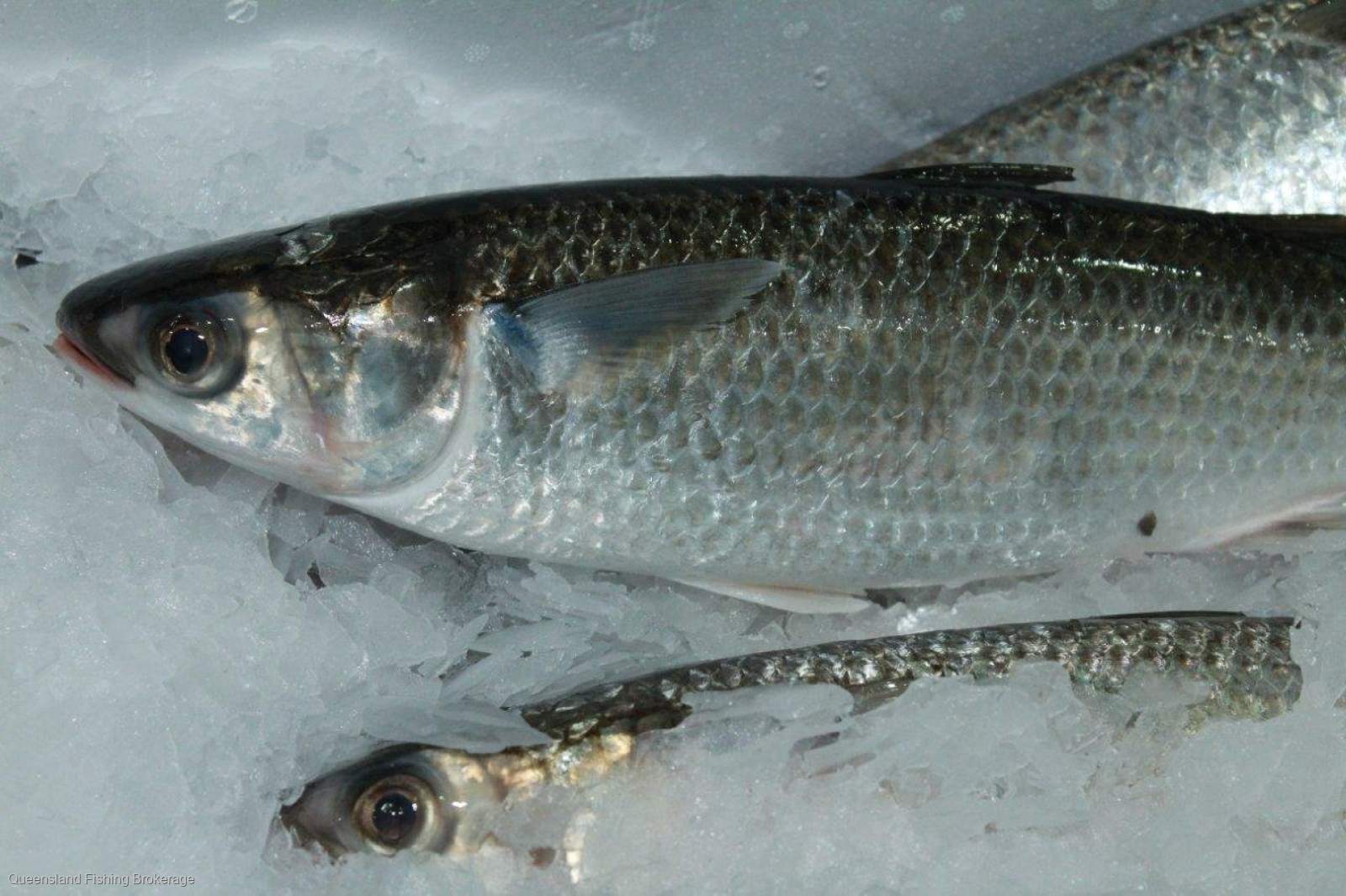 LS715 PCFL + L3(1), N11, SM(1)