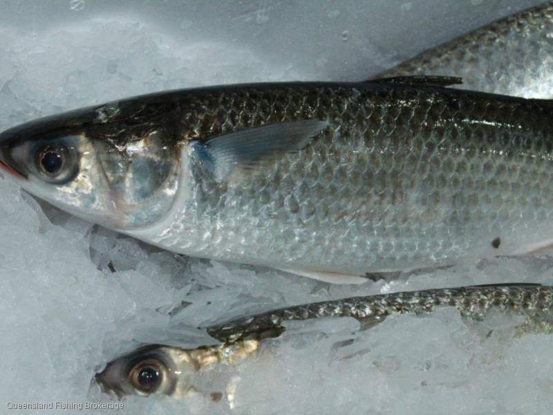 LS715 PCFL + L3(1), N11, SM(1)