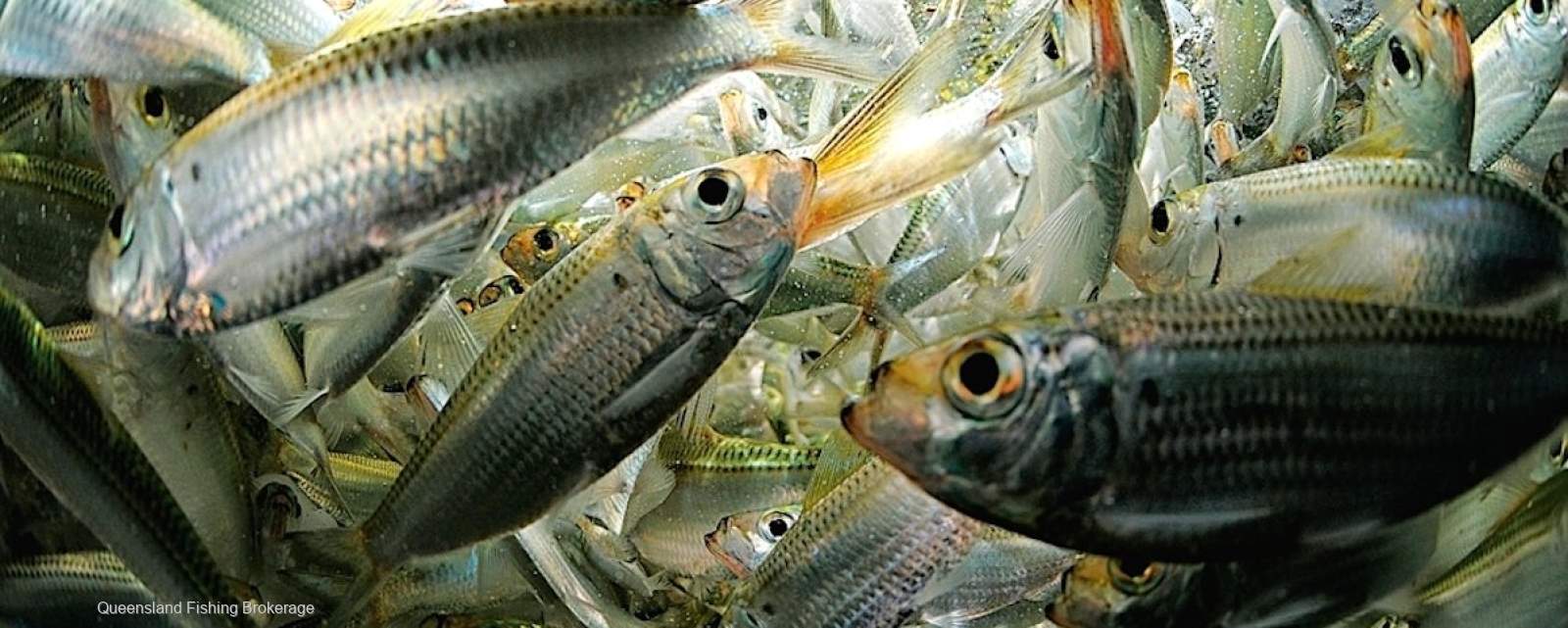 LS716 N11 Symbol Only