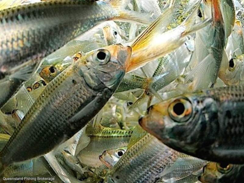 LS716 N11 Symbol Only