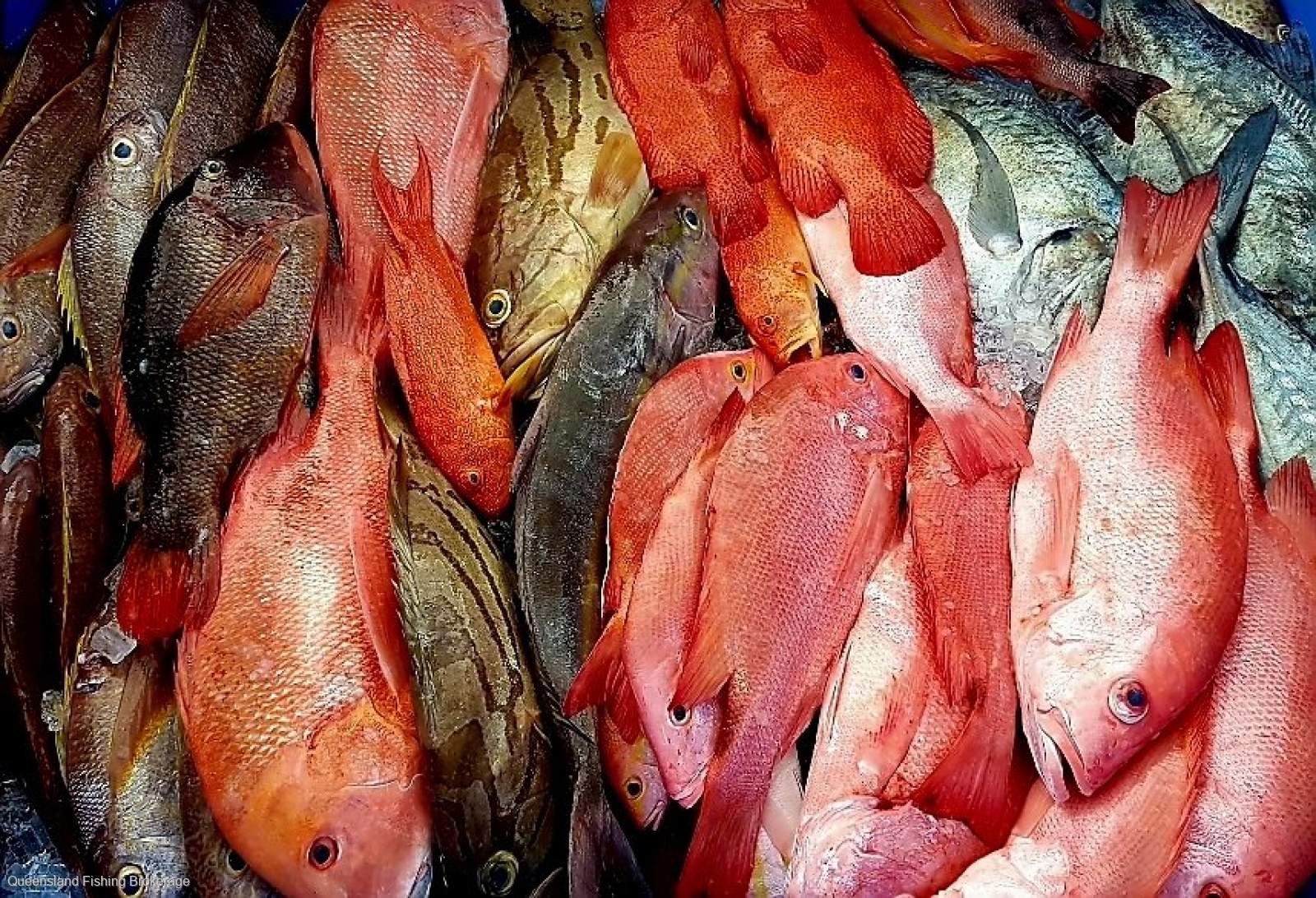 LS717 PCFL + L1(4), L2(4), RQ(4), C2, C3, C3