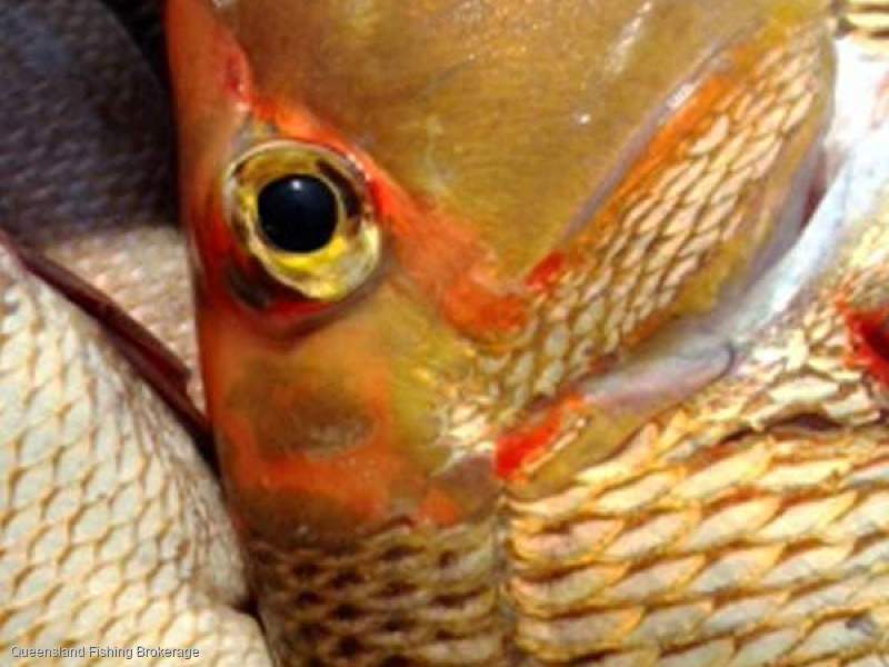 LS720 RTE Quota For Sale