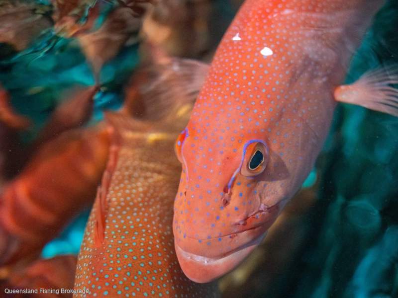 LS722 RQ Tender For Sale