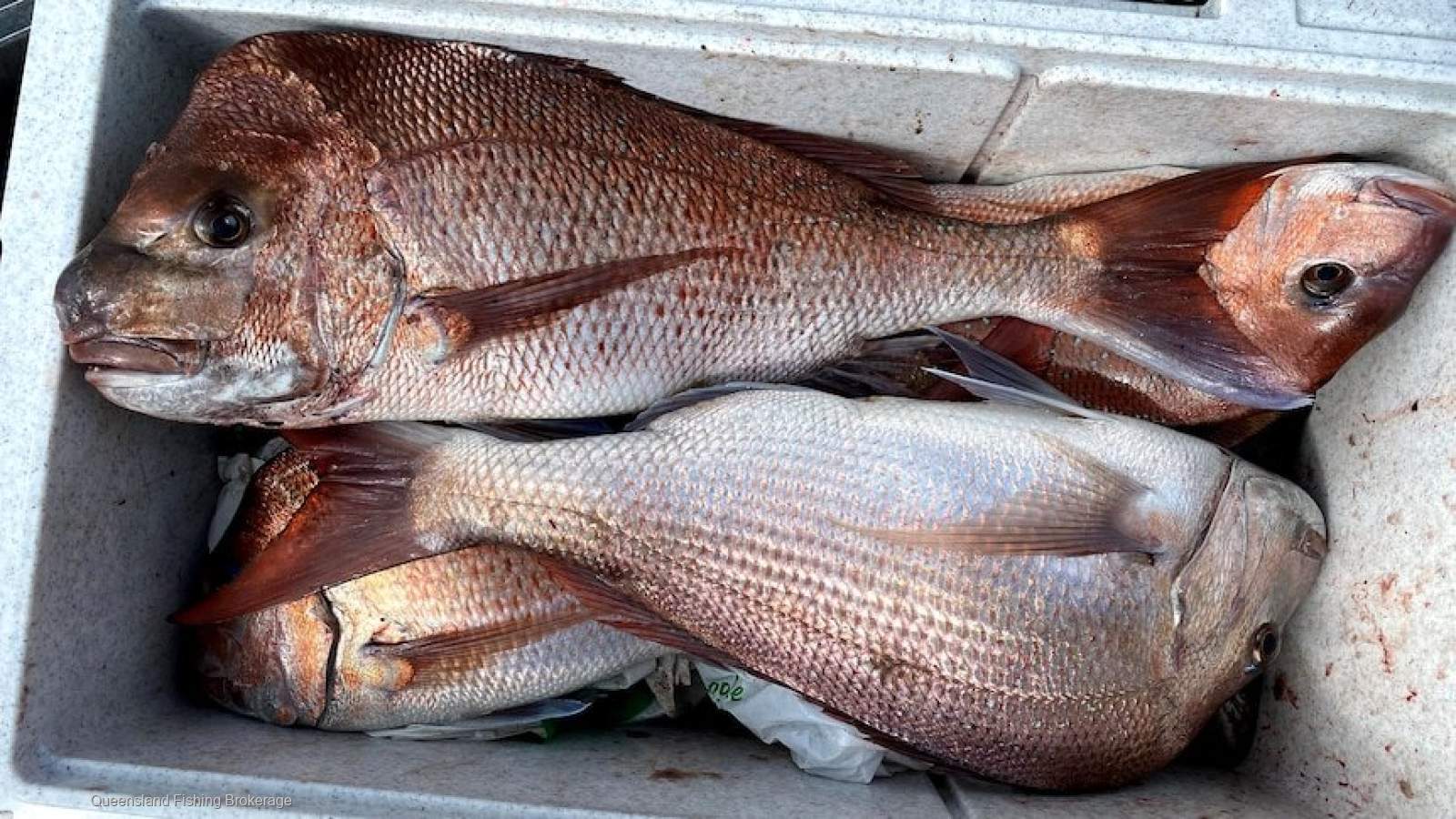 LS726 L1(5) For Sale