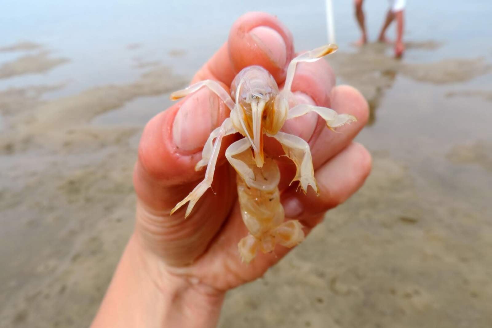 LS728 Yabby Symbol Only