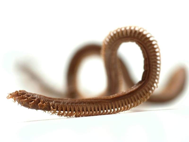 LS729 W1 Beach Worm Symbol Only