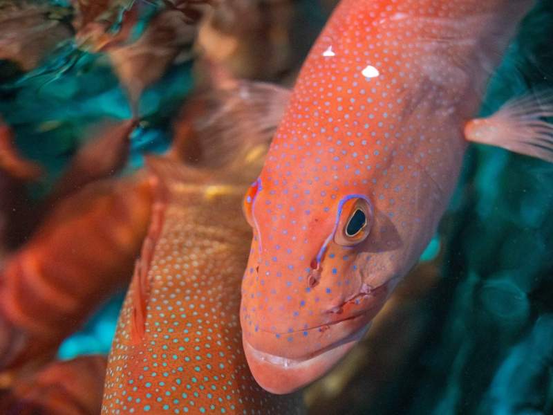 LS730 Fully Loaded Line Fishing Licence (Maximum Tenders)