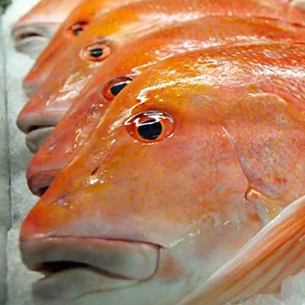 LS730 Fully Loaded Line Fishing Licence