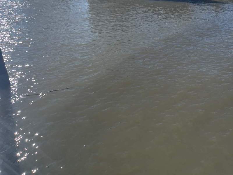 Cruisers Yachts 455 motoryacht