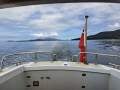 Commercial Vessel + Established Huon River Cruise Business (EOI)