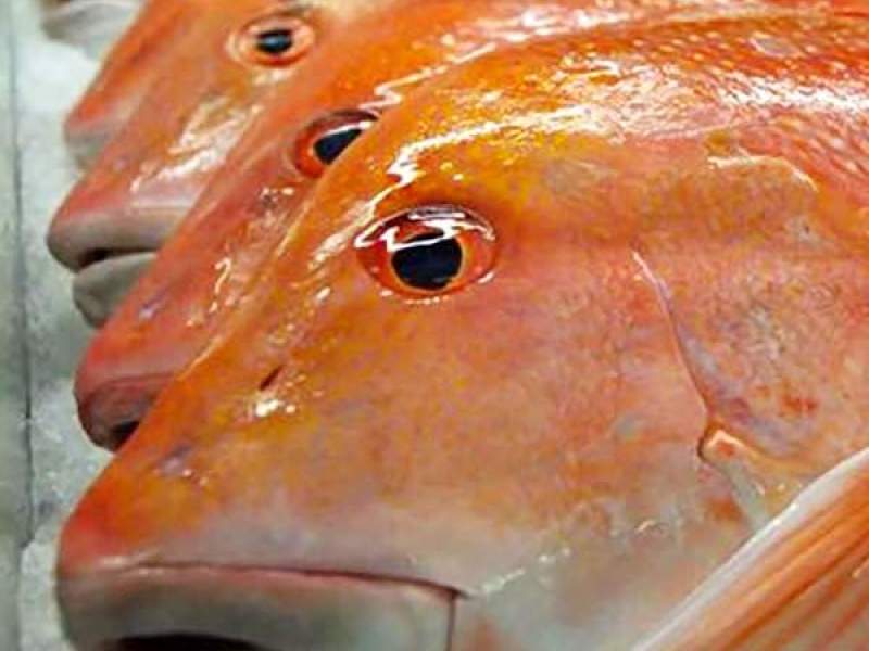 LS731 L2(2) Symbol Only