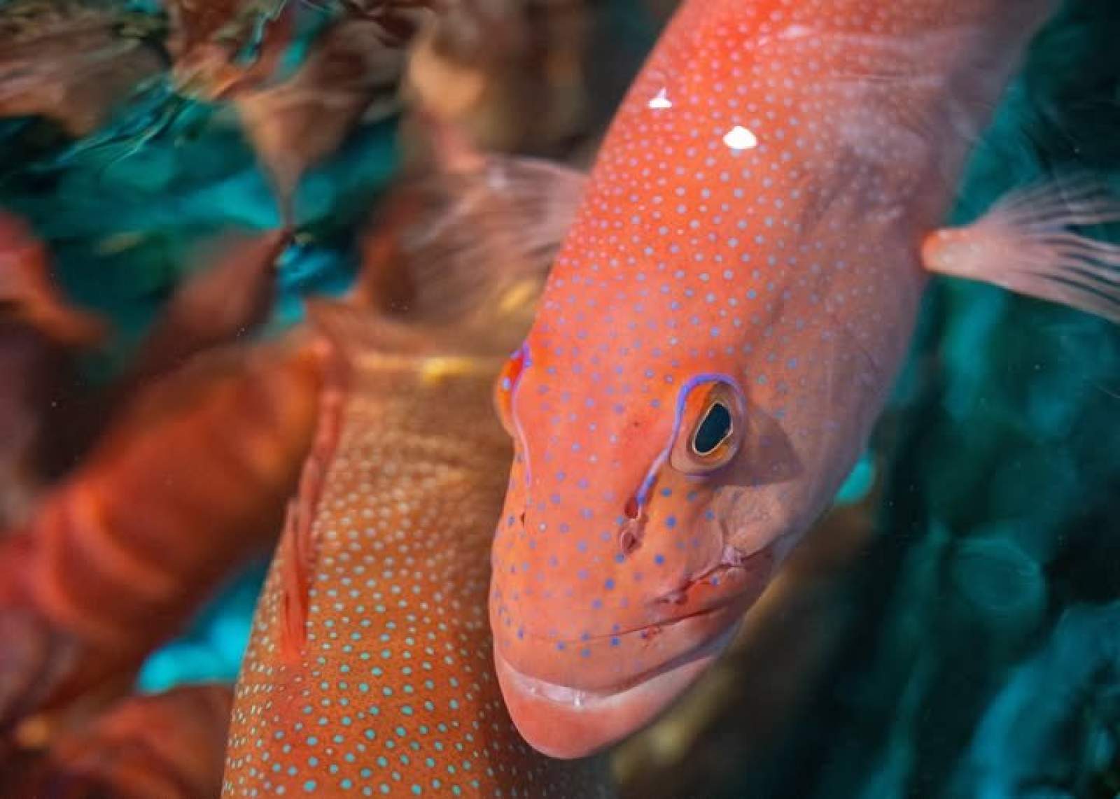 LS731 L2(3) Symbol Only