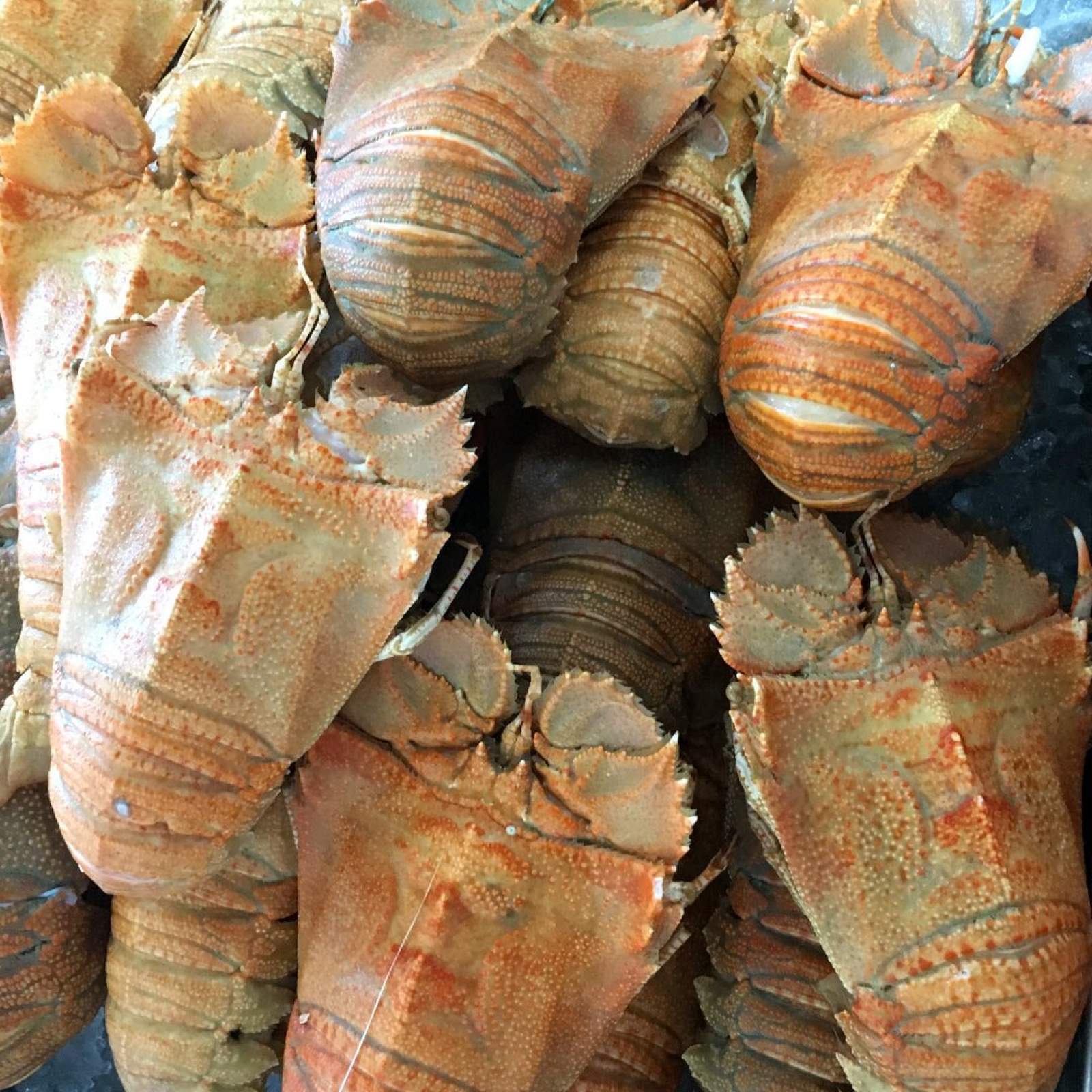 LS732 T1 Symbol Only