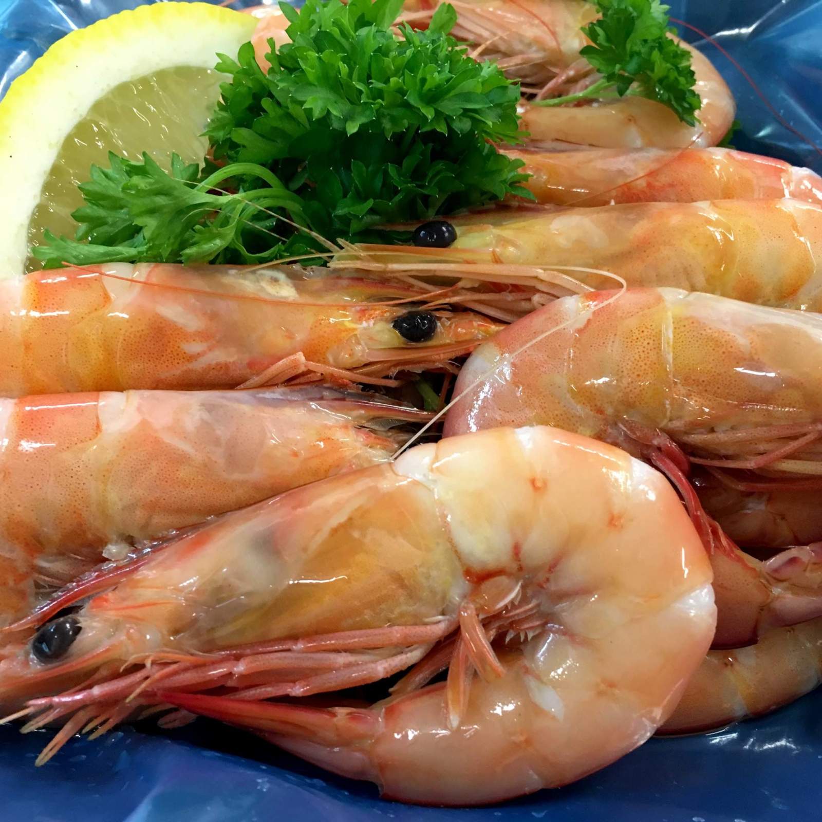 LS733 M1 Symbol Only