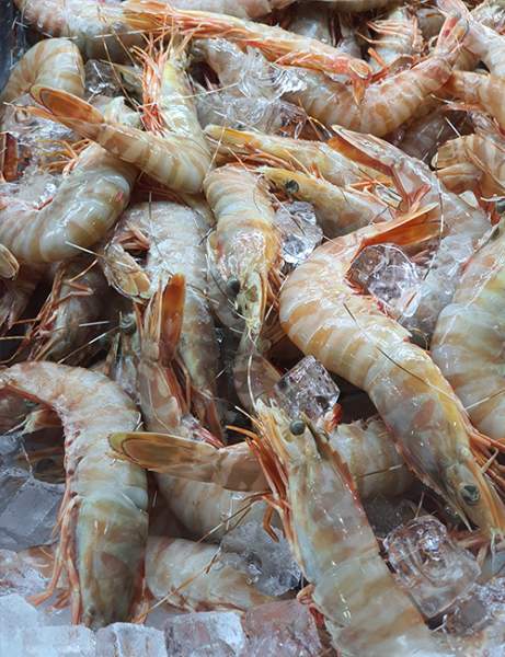 LS734 PCFL + T1 + M1