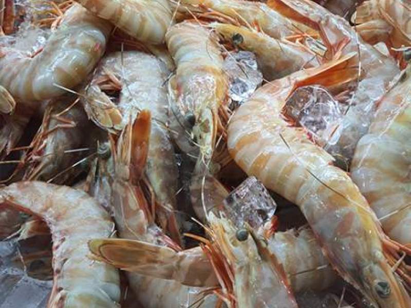 LS734 PCFL + T1 + M1