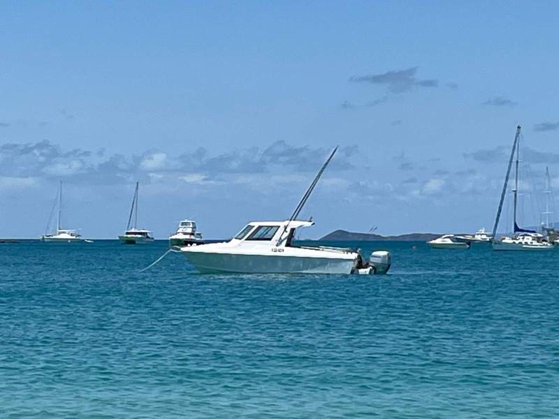 White Pointer 243 243