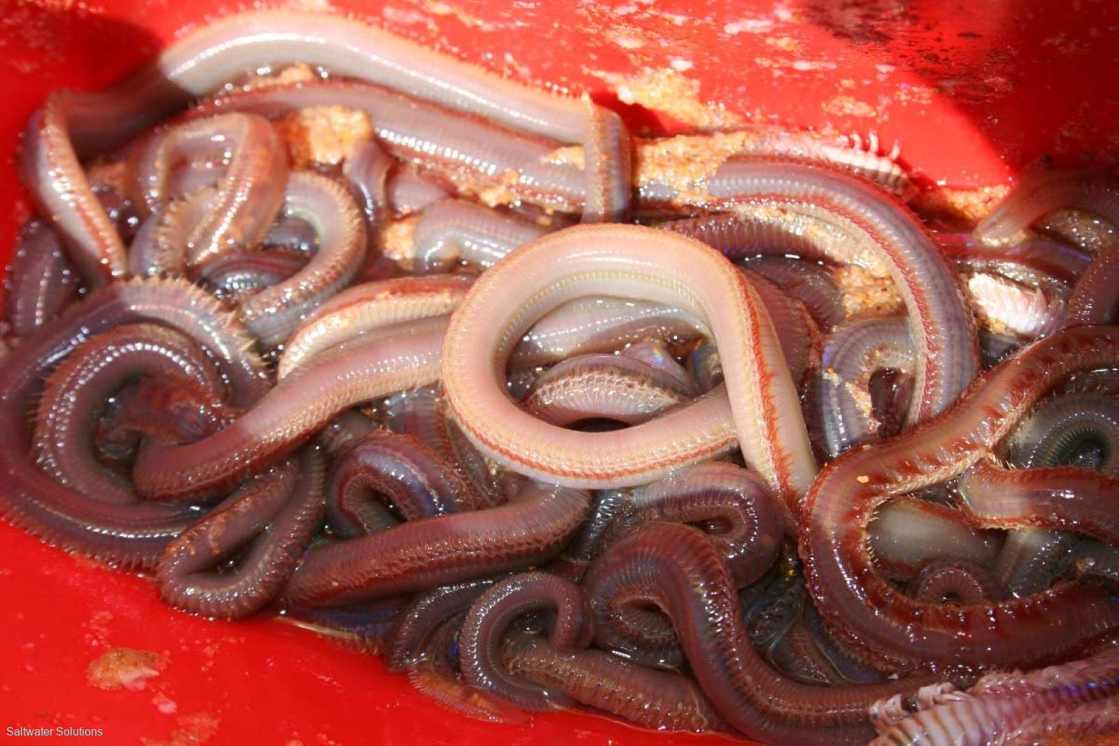 Beach Worm Licence Zone 1