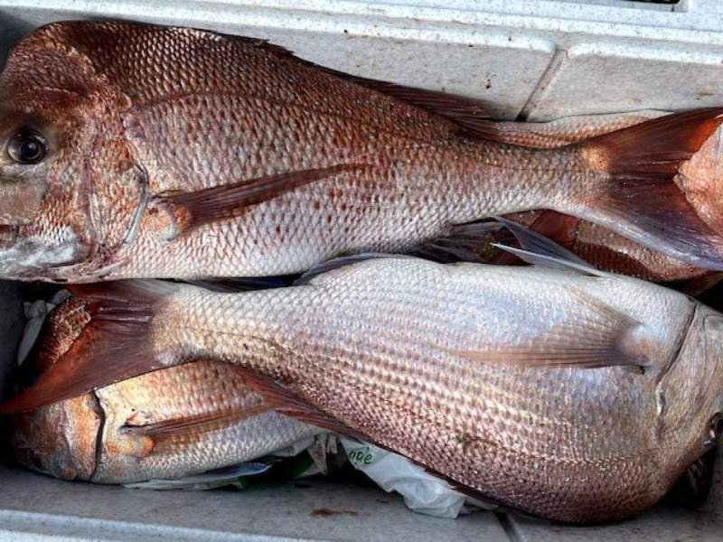 LS735 L1(2) Symbol Only