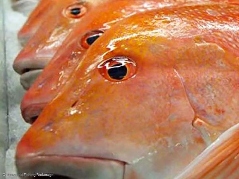 LS 736 L3(0) Symbol Only