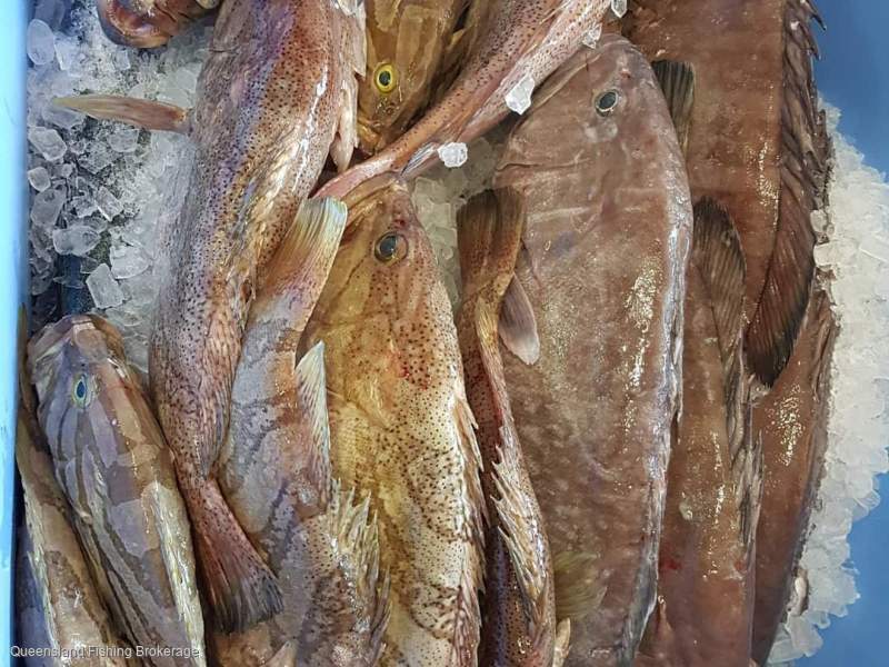 LS738 L8 Symbol Only