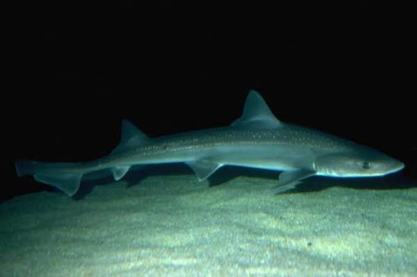 SA Coastal Waters Shark Hook Permit