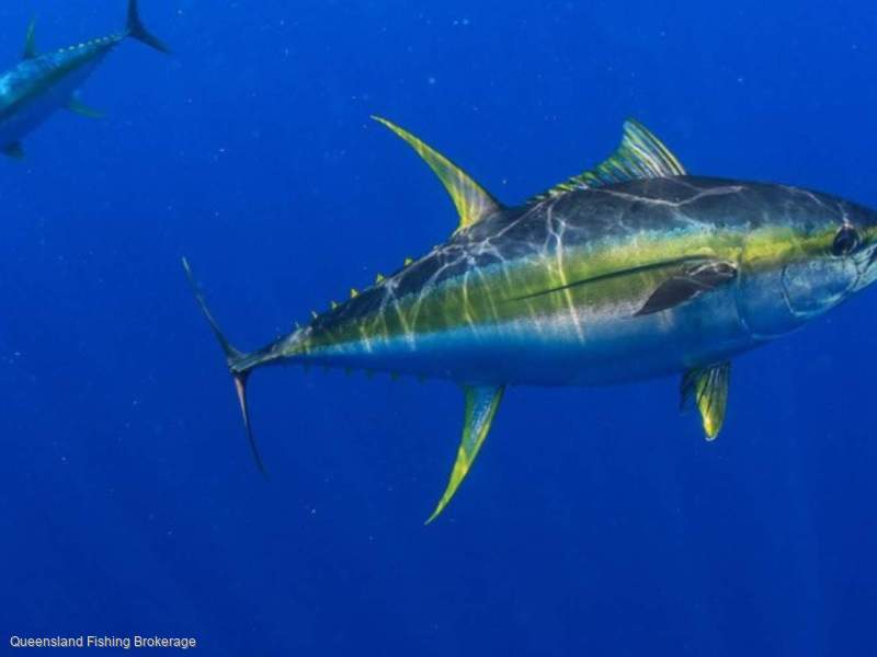 LS739 Minorline Boat SFR-ETBF