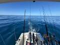 Black Watch 26 Sport Fish