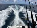 Black Watch 26 Sport Fish