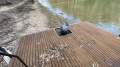 Day Boat Echuca