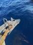 Bruce Roberts 40 Roberts 40 Pilot House:Excel Anchor (The Best)