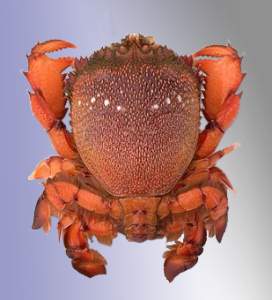 Spanner Crab Quota for sale