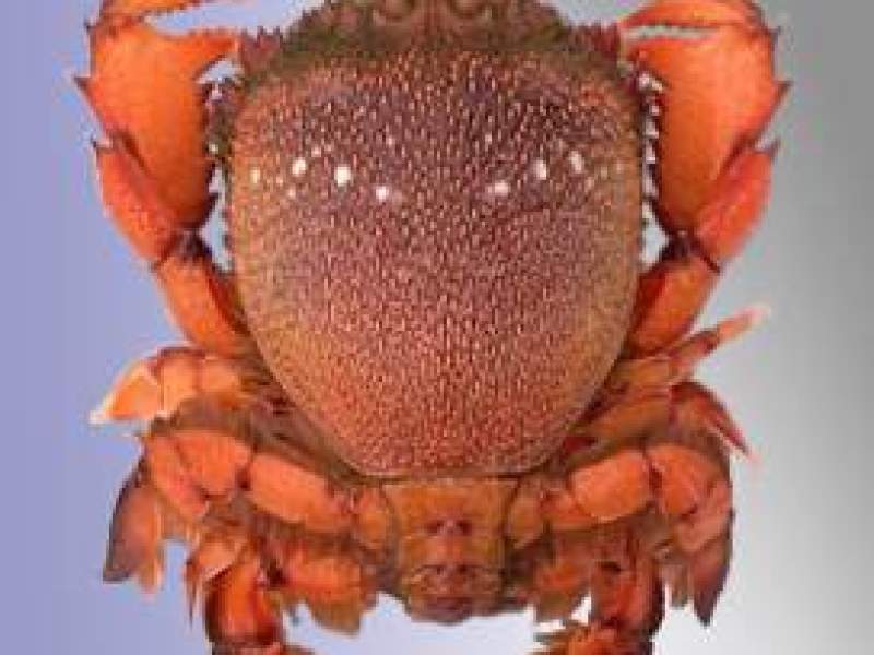 Spanner Crab Quota for sale