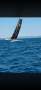 Nacra C36